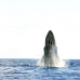 whale_humpback_v_00356_dom2403.jpg